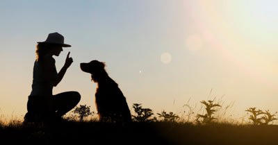 『頭のいい犬と理解力が低い犬』の違い４選, 1.飼い主の指示を理解して汲み取る力, 2.人の気持ちを理解し共感する能力, 3.学習完了までにかかる時間, 4.意図を先読みして行動する力, 頭のいい犬と理解力が低い犬…それぞれのしつけ方, 頭のいい犬をしつける際の注意点, 理解力が低い犬にオススメのしつけ方