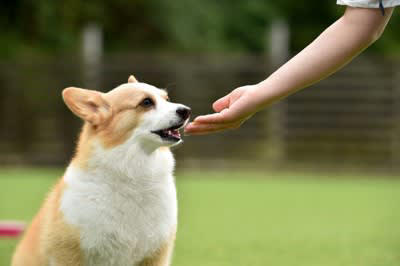 『頭のいい犬と理解力が低い犬』の違い４選, 1.飼い主の指示を理解して汲み取る力, 2.人の気持ちを理解し共感する能力, 3.学習完了までにかかる時間, 4.意図を先読みして行動する力, 頭のいい犬と理解力が低い犬…それぞれのしつけ方, 頭のいい犬をしつける際の注意点, 理解力が低い犬にオススメのしつけ方