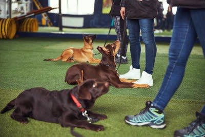 『頭のいい犬と理解力が低い犬』の違い４選, 1.飼い主の指示を理解して汲み取る力, 2.人の気持ちを理解し共感する能力, 3.学習完了までにかかる時間, 4.意図を先読みして行動する力, 頭のいい犬と理解力が低い犬…それぞれのしつけ方, 頭のいい犬をしつける際の注意点, 理解力が低い犬にオススメのしつけ方