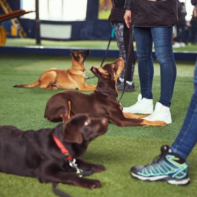 『頭のいい犬と理解力が低い犬』の違い４選, 1.飼い主の指示を理解して汲み取る力, 2.人の気持ちを理解し共感する能力, 3.学習完了までにかかる時間, 4.意図を先読みして行動する力, 頭のいい犬と理解力が低い犬…それぞれのしつけ方, 頭のいい犬をしつける際の注意点, 理解力が低い犬にオススメのしつけ方