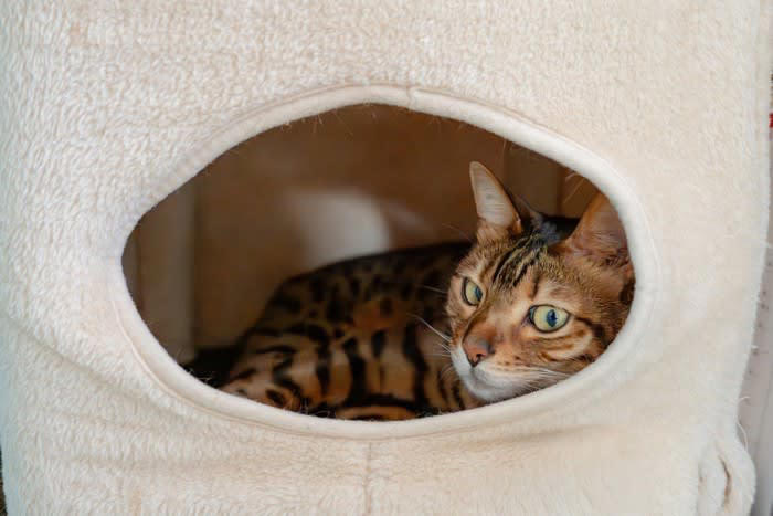猫が鳴きながらウロウロする理由5つ, 1.構ってほしい・注目してほしい, 2.空腹やトイレなどの要求, 3.発情による本能的な行動, 4.環境の変化やストレス, 5.認知症や体調不良による不安, 頻繁に見られる場合に考えられるリスク, 高齢猫の認知機能の低下, 泌尿器系や内臓の異常, ストレスや精神的不安, 過剰な甘えや依存, 落ち着かせるためにできる対処法, 基本的なニーズを満たす, 十分なスキンシップと遊び時間, 安心できる場所を用意する, 避妊・去勢手術の検討, 異変を感じたら記録して受診