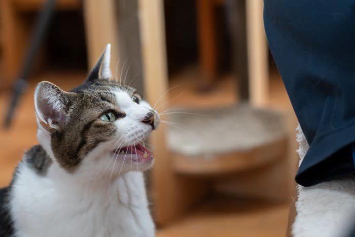 猫が鳴きながらウロウロする理由5つ, 1.構ってほしい・注目してほしい, 2.空腹やトイレなどの要求, 3.発情による本能的な行動, 4.環境の変化やストレス, 5.認知症や体調不良による不安, 頻繁に見られる場合に考えられるリスク, 高齢猫の認知機能の低下, 泌尿器系や内臓の異常, ストレスや精神的不安, 過剰な甘えや依存, 落ち着かせるためにできる対処法, 基本的なニーズを満たす, 十分なスキンシップと遊び時間, 安心できる場所を用意する, 避妊・去勢手術の検討, 異変を感じたら記録して受診