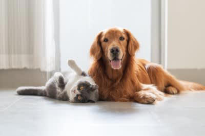 『優しい性格の犬種』５選, 1.ラブラドールレトリバー, 2.ゴールデンレトリバー, 5.セントバーナード, 心優しい犬を迎える際に心得ておくべきこと