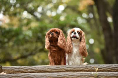 『優しい性格の犬種』５選, 1.ラブラドールレトリバー, 2.ゴールデンレトリバー, 5.セントバーナード, 心優しい犬を迎える際に心得ておくべきこと