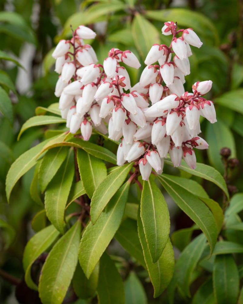Mojo® Pittosporum, Twist of Pink™ Variegated Oleander, Romeo® Cleyera, 'Spider's Web' Fatsia, Hydrangea, Winter Daphne, Osmanthus