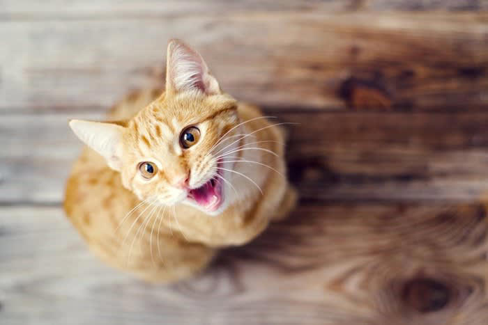 猫が鳴きながらウロウロする理由5つ, 1.構ってほしい・注目してほしい, 2.空腹やトイレなどの要求, 3.発情による本能的な行動, 4.環境の変化やストレス, 5.認知症や体調不良による不安, 頻繁に見られる場合に考えられるリスク, 高齢猫の認知機能の低下, 泌尿器系や内臓の異常, ストレスや精神的不安, 過剰な甘えや依存, 落ち着かせるためにできる対処法, 基本的なニーズを満たす, 十分なスキンシップと遊び時間, 安心できる場所を用意する, 避妊・去勢手術の検討, 異変を感じたら記録して受診