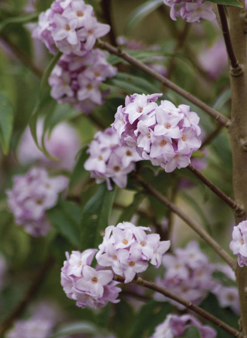 Mojo® Pittosporum, Twist of Pink™ Variegated Oleander, Romeo® Cleyera, 'Spider's Web' Fatsia, Hydrangea, Winter Daphne, Osmanthus
