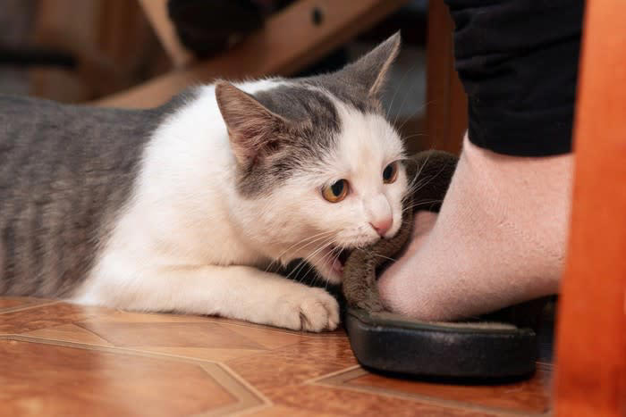 1.わざと邪魔をする, 2.ゆっくりまばたき, 3.甘噛みや猫パンチ, 4.プレゼント行動, 5.早朝に起こしに来る