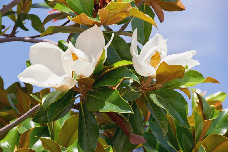 Forsythia, Hydrangeas, Camellia, Coral Bell, Magnolia, Witch Hazel, Chinese Fringe Flower, Viburnum
