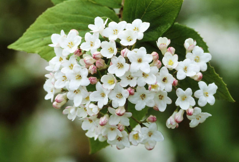 Forsythia, Hydrangeas, Camellia, Coral Bell, Magnolia, Witch Hazel, Chinese Fringe Flower, Viburnum