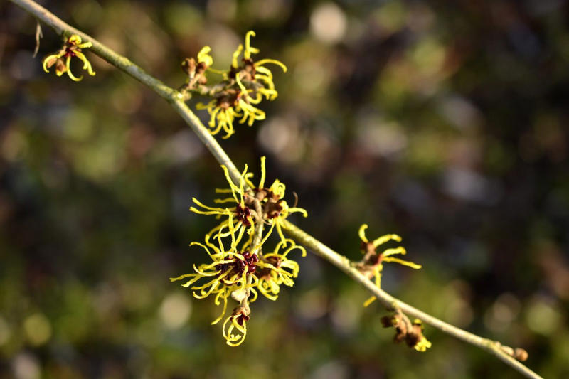 Forsythia, Hydrangeas, Camellia, Coral Bell, Magnolia, Witch Hazel, Chinese Fringe Flower, Viburnum