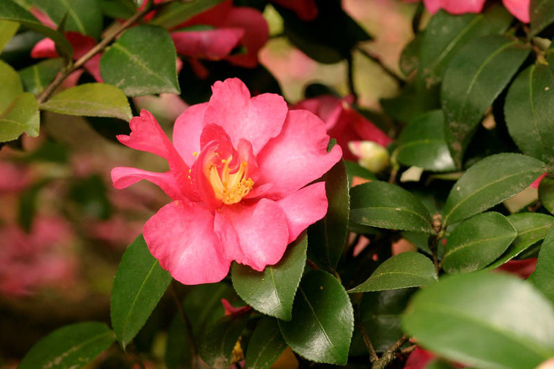 Forsythia, Hydrangeas, Camellia, Coral Bell, Magnolia, Witch Hazel, Chinese Fringe Flower, Viburnum