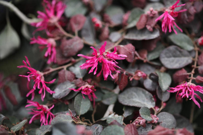 Camellia, Forsythia, Gardenia, Flowering Quince, Loropetalum, Mock Orange, Pittosporum, Viburnum