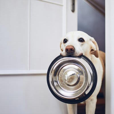 1.食器の前から離れずに飼い主をじっと見つめる、チラチラ見る, 2.クンクン鳴く、吠える, 3.食器をくわえて持ってくる, 4.空の食器を舐め続ける, 2.満腹感を与える工夫をする, 1.肥満に注意する, 2.おねだり癖をつけない, 3.病気の可能性も考える