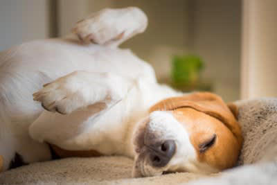 犬が『幸せ』かどうかを判断する方法５選, 1.飼い主と目が合うと嬉しそうな表情や仕草をみせる, 2.部屋でフリーにした状態でリラックスして過ごす, 3.自分から飼い主に体を密着させてくる, 4.穏やかに落ち着いた様子で過ごすことが多い, 5.「遊ぼう」と積極的に誘ってくる, 愛犬に日常生活で満足してもらうコツは？