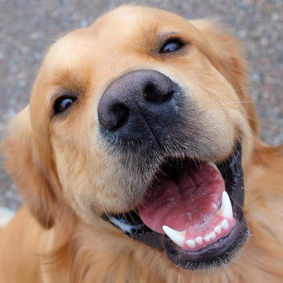 犬が『幸せ』かどうかを判断する方法５選, 1.飼い主と目が合うと嬉しそうな表情や仕草をみせる, 2.部屋でフリーにした状態でリラックスして過ごす, 3.自分から飼い主に体を密着させてくる, 4.穏やかに落ち着いた様子で過ごすことが多い, 5.「遊ぼう」と積極的に誘ってくる, 愛犬に日常生活で満足してもらうコツは？