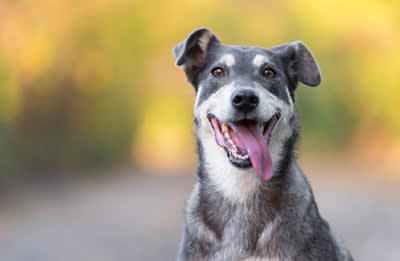 犬が『幸せ』かどうかを判断する方法５選, 1.飼い主と目が合うと嬉しそうな表情や仕草をみせる, 2.部屋でフリーにした状態でリラックスして過ごす, 3.自分から飼い主に体を密着させてくる, 4.穏やかに落ち着いた様子で過ごすことが多い, 5.「遊ぼう」と積極的に誘ってくる, 愛犬に日常生活で満足してもらうコツは？