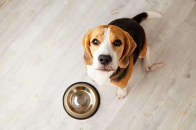 1.食器の前から離れずに飼い主をじっと見つめる、チラチラ見る, 2.クンクン鳴く、吠える, 3.食器をくわえて持ってくる, 4.空の食器を舐め続ける, 2.満腹感を与える工夫をする, 1.肥満に注意する, 2.おねだり癖をつけない, 3.病気の可能性も考える