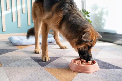 1.食器の前から離れずに飼い主をじっと見つめる、チラチラ見る, 2.クンクン鳴く、吠える, 3.食器をくわえて持ってくる, 4.空の食器を舐め続ける, 2.満腹感を与える工夫をする, 1.肥満に注意する, 2.おねだり癖をつけない, 3.病気の可能性も考える