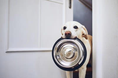 1.食器の前から離れずに飼い主をじっと見つめる、チラチラ見る, 2.クンクン鳴く、吠える, 3.食器をくわえて持ってくる, 4.空の食器を舐め続ける, 2.満腹感を与える工夫をする, 1.肥満に注意する, 2.おねだり癖をつけない, 3.病気の可能性も考える