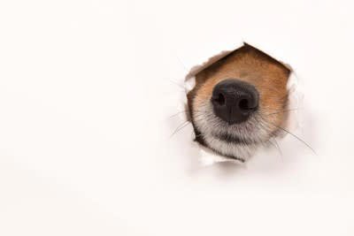 愛犬が飼い主と他人の違いを判断する基準は？, 4.全体的なシルエット, 5.行動パターン, 犬が信頼している人にみせる行動