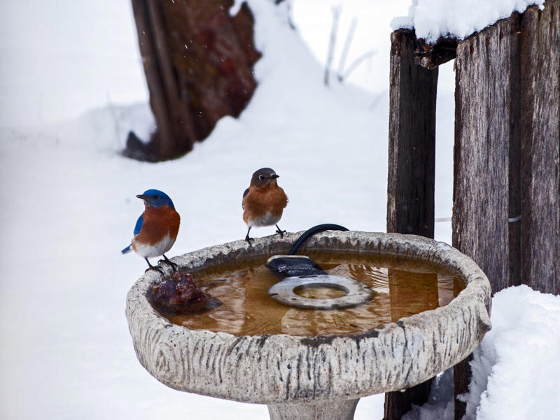 Suet cakes, Fresh, unfrozen water, Black sunflower seeds, Shelter from the wind, Mealworms, Native plants with berries, Mixed seed feeders, Let nature take its course