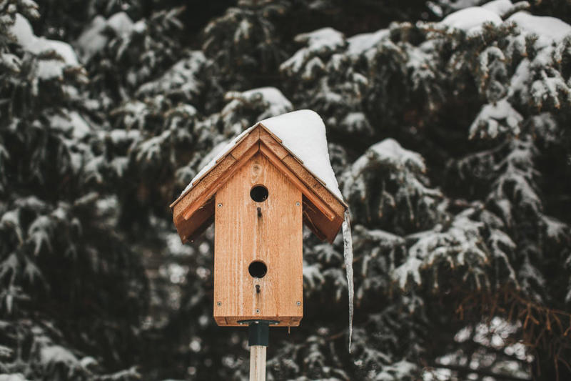 Suet cakes, Fresh, unfrozen water, Black sunflower seeds, Shelter from the wind, Mealworms, Native plants with berries, Mixed seed feeders, Let nature take its course