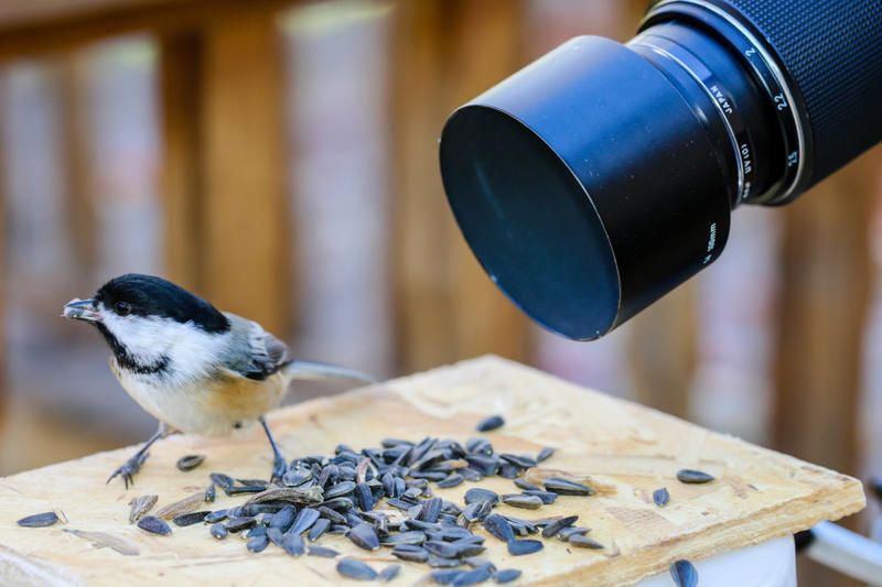 Suet cakes, Fresh, unfrozen water, Black sunflower seeds, Shelter from the wind, Mealworms, Native plants with berries, Mixed seed feeders, Let nature take its course