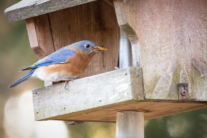 Suet cakes, Fresh, unfrozen water, Black sunflower seeds, Shelter from the wind, Mealworms, Native plants with berries, Mixed seed feeders, Let nature take its course