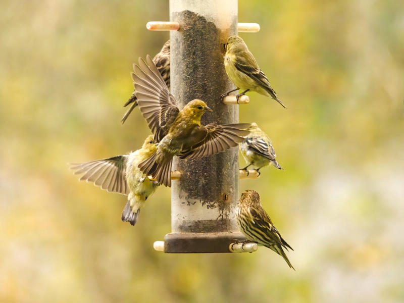 Suet cakes, Fresh, unfrozen water, Black sunflower seeds, Shelter from the wind, Mealworms, Native plants with berries, Mixed seed feeders, Let nature take its course
