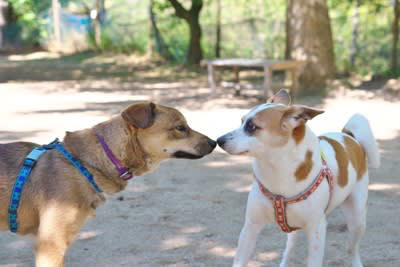 犬同士が仲良くできないときの理由4つ, 1.社会化不足によるもの, 2.性格や相性の問題, 3.本能的な欲求によるもの, 4.飼い主さんの接し方の影響, 犬同士が仲良くできないときに飼い主にできる改善策, 無理に近づけないこと, 適切なトレーニングを行う, 専門家に相談する