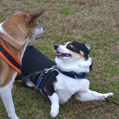 犬同士が仲良くできないときの理由4つ, 1.社会化不足によるもの, 2.性格や相性の問題, 3.本能的な欲求によるもの, 4.飼い主さんの接し方の影響, 犬同士が仲良くできないときに飼い主にできる改善策, 無理に近づけないこと, 適切なトレーニングを行う, 専門家に相談する