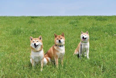 犬同士が仲良くできないときの理由4つ, 1.社会化不足によるもの, 2.性格や相性の問題, 3.本能的な欲求によるもの, 4.飼い主さんの接し方の影響, 犬同士が仲良くできないときに飼い主にできる改善策, 無理に近づけないこと, 適切なトレーニングを行う, 専門家に相談する