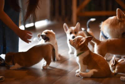 犬同士が仲良くできないときの理由4つ, 1.社会化不足によるもの, 2.性格や相性の問題, 3.本能的な欲求によるもの, 4.飼い主さんの接し方の影響, 犬同士が仲良くできないときに飼い主にできる改善策, 無理に近づけないこと, 適切なトレーニングを行う, 専門家に相談する