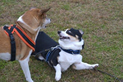 犬同士が仲良くできないときの理由4つ, 1.社会化不足によるもの, 2.性格や相性の問題, 3.本能的な欲求によるもの, 4.飼い主さんの接し方の影響, 犬同士が仲良くできないときに飼い主にできる改善策, 無理に近づけないこと, 適切なトレーニングを行う, 専門家に相談する