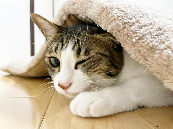 テトくんと絆を深める日々ーー新たな決断, 兄弟で支え合い、日に日に元気に, 個性あふれる兄妹猫の魅力、家族はメロメロに, かけがえのない兄妹への想い