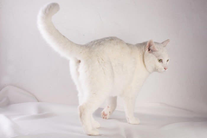 1.野趣あふれるキジトラ柄, 2.愛想良しの茶トラ柄, 3.デリケートな白猫・飼い主想いの黒猫柄, 4.ツンデレの代表格、三毛猫柄