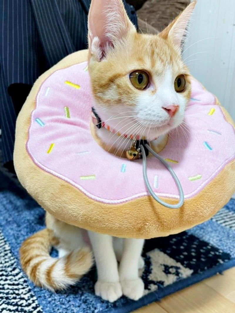 テトくんと絆を深める日々ーー新たな決断, 兄弟で支え合い、日に日に元気に, 個性あふれる兄妹猫の魅力、家族はメロメロに, かけがえのない兄妹への想い