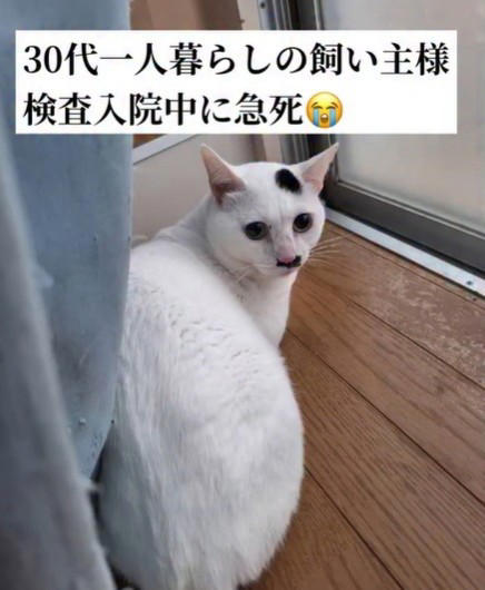 飼い主の急逝、残されたペットたち, マロくんとの出会い, 新しい環境でがんばるマロくん, 願いはただひとつ…「幸せに」, 読者へメッセージ, SNSにも応援の声続々