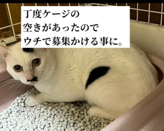 飼い主の急逝、残されたペットたち, マロくんとの出会い, 新しい環境でがんばるマロくん, 願いはただひとつ…「幸せに」, 読者へメッセージ, SNSにも応援の声続々