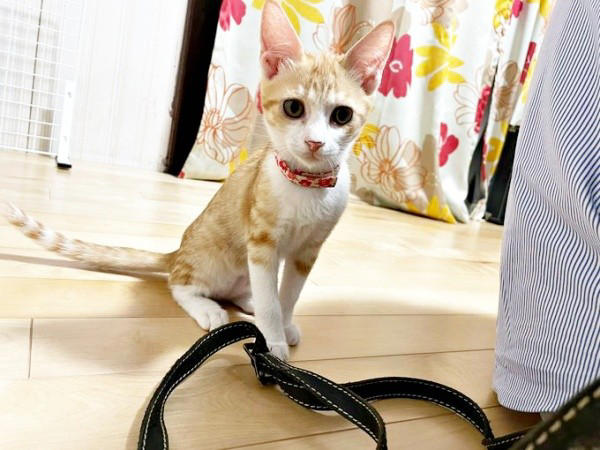 テトくんと絆を深める日々ーー新たな決断, 兄弟で支え合い、日に日に元気に, 個性あふれる兄妹猫の魅力、家族はメロメロに, かけがえのない兄妹への想い