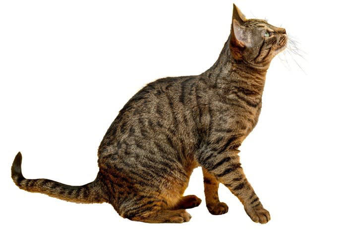 1.野趣あふれるキジトラ柄, 2.愛想良しの茶トラ柄, 3.デリケートな白猫・飼い主想いの黒猫柄, 4.ツンデレの代表格、三毛猫柄