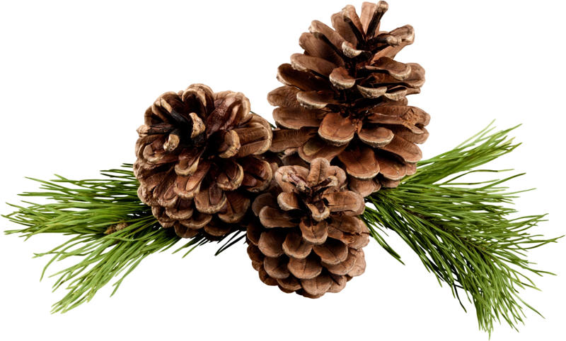 Pinecones 30 DIY Christmas decorations made from everyday objects, Clothespins, Wool blankets, Paint chips, Wine corks, Candy canes, Deck of cards, Pinecones, Sheet music, Cookie cutters, Pennant flags, Blanket scarfs, Magazines, Jam jars, Mason jars, Branches, Christmas light bulbs, Toilet paper rolls, Christmas cards, Envelopes, Salt shakers, Wrapping paper, Coffee filters