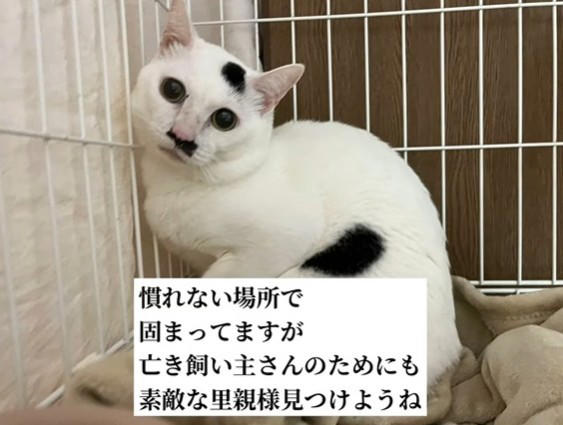 飼い主の急逝、残されたペットたち, マロくんとの出会い, 新しい環境でがんばるマロくん, 願いはただひとつ…「幸せに」, 読者へメッセージ, SNSにも応援の声続々