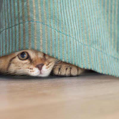 1.遊びたいと思っている, 2.かまってほしいと感じている, 3.縄張りを守っている, 4.気を許している