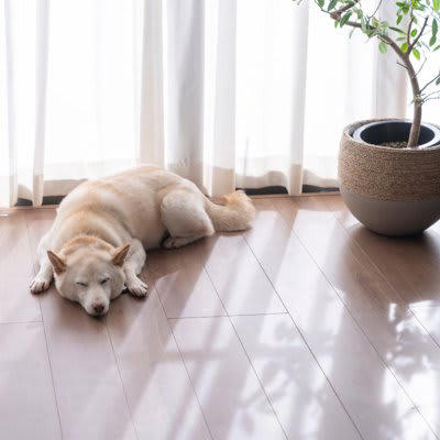 犬が飼い主から『離れて座る』５つの心理, 1.飼い主に対する信頼が厚い, 2.飼い主が同じ空間にいることで安心している, 3.静かに落ち着いた場所で休みたい, 4.お気に入りの場所でリラックスしている, 5.近くに興味を引くものがある, 犬が飼い主から離れて座っている時の適切な対応