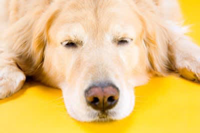 犬が飼い主から『離れて座る』５つの心理, 1.飼い主に対する信頼が厚い, 2.飼い主が同じ空間にいることで安心している, 3.静かに落ち着いた場所で休みたい, 4.お気に入りの場所でリラックスしている, 5.近くに興味を引くものがある, 犬が飼い主から離れて座っている時の適切な対応