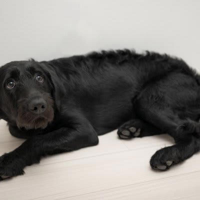 犬が『嫌いな人』にみせるサイン５選, 1.目を逸らさずに後ずさりする, 2.顔を覗き込むと目を逸らす, 3.体勢を低くして耳を伏せる, 4.呼びかけに反応しない, 5.ストレスサインを見せる, 犬に避けられてしまう主な原因は？好かれるポイントも解説, 犬に好かれるためのポイントは？