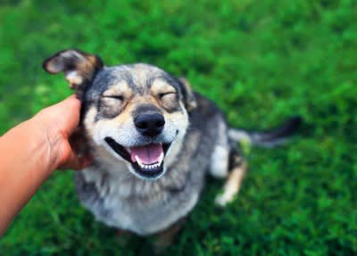犬が『嫌いな人』にみせるサイン５選, 1.目を逸らさずに後ずさりする, 2.顔を覗き込むと目を逸らす, 3.体勢を低くして耳を伏せる, 4.呼びかけに反応しない, 5.ストレスサインを見せる, 犬に避けられてしまう主な原因は？好かれるポイントも解説, 犬に好かれるためのポイントは？