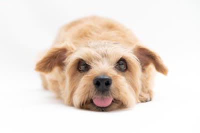 犬が『嫌いな人』にみせるサイン５選, 1.目を逸らさずに後ずさりする, 2.顔を覗き込むと目を逸らす, 3.体勢を低くして耳を伏せる, 4.呼びかけに反応しない, 5.ストレスサインを見せる, 犬に避けられてしまう主な原因は？好かれるポイントも解説, 犬に好かれるためのポイントは？